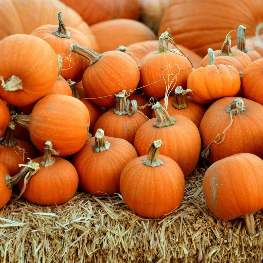Best pumpkin patches in the Boston area