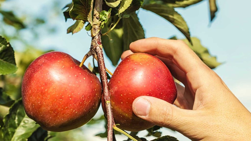 Apple Picking Farms in Boston