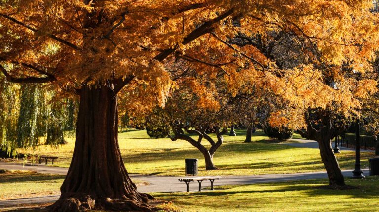 Boston's Fall Foliage Bucket List 🍁 9 Spots To Visit