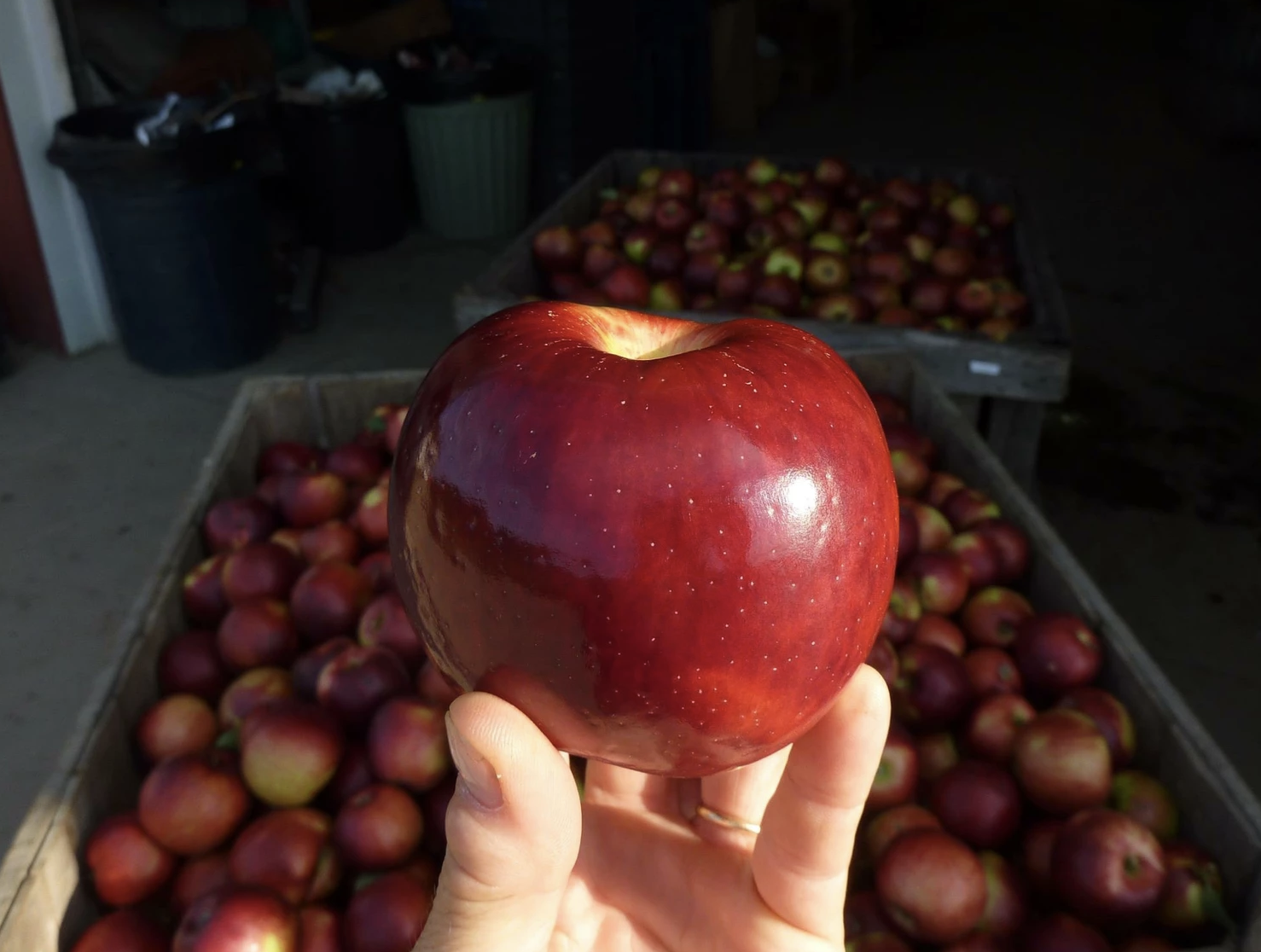  Image from the Cider Hill Farm’s Website 
