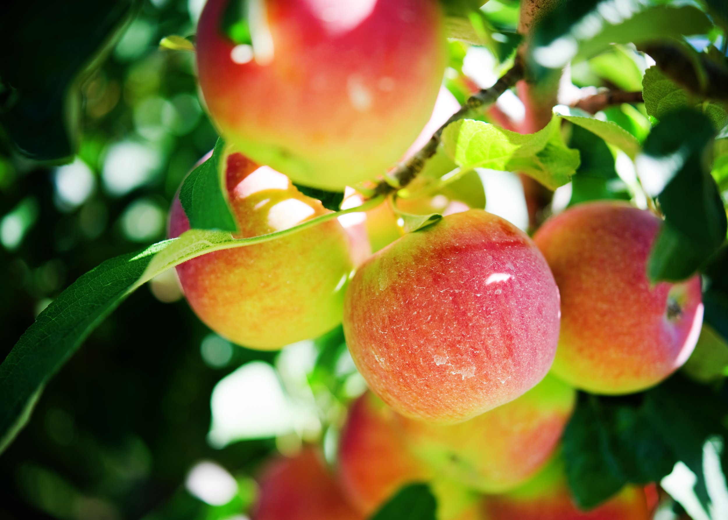  Image from the Smolak Farms’ Website 