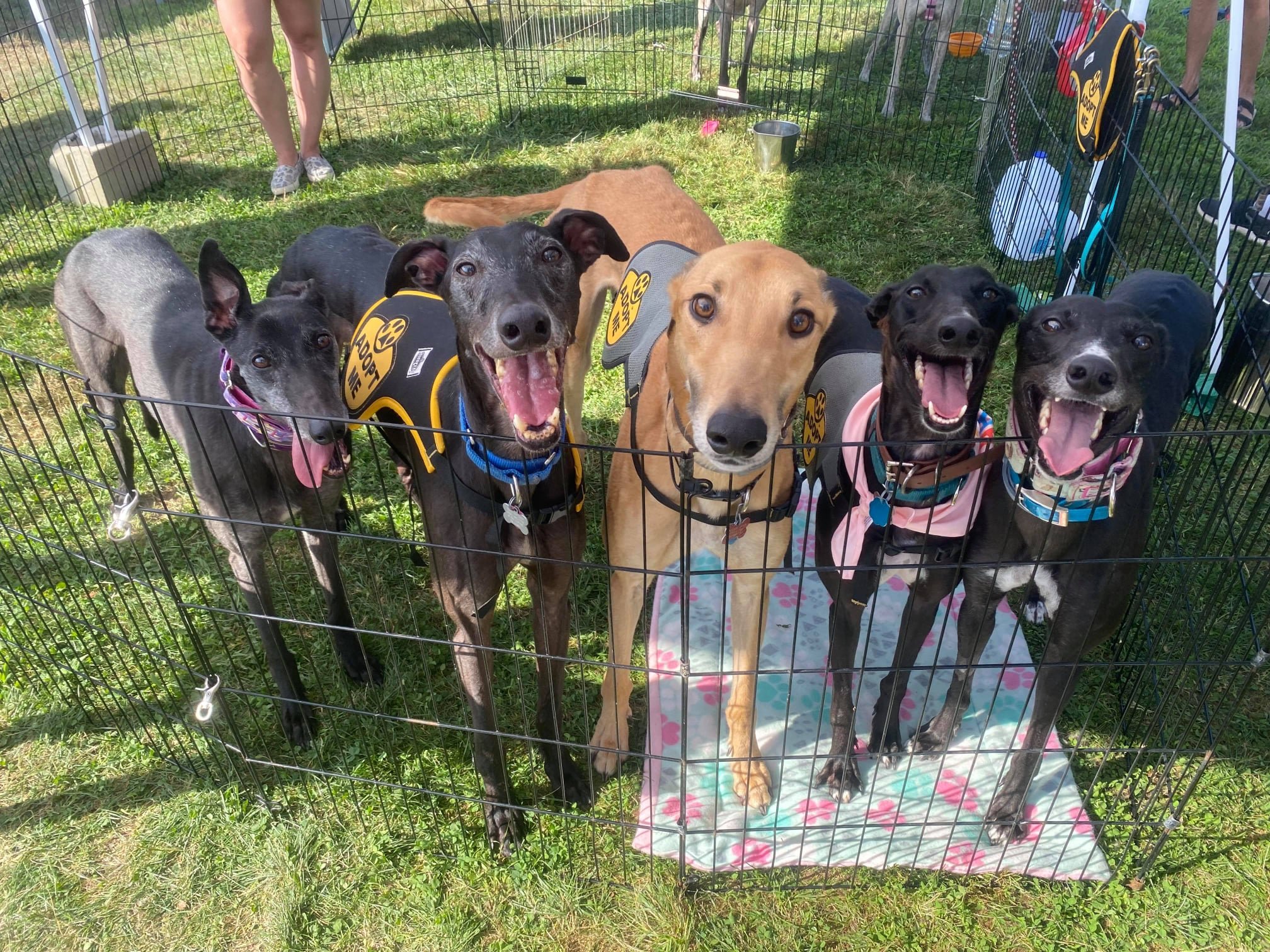  Credit: WAG Facebook 