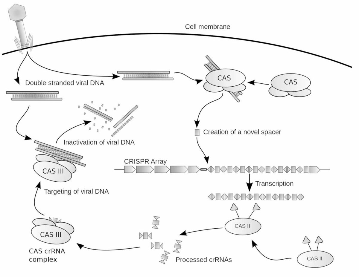 CRISPR diagram