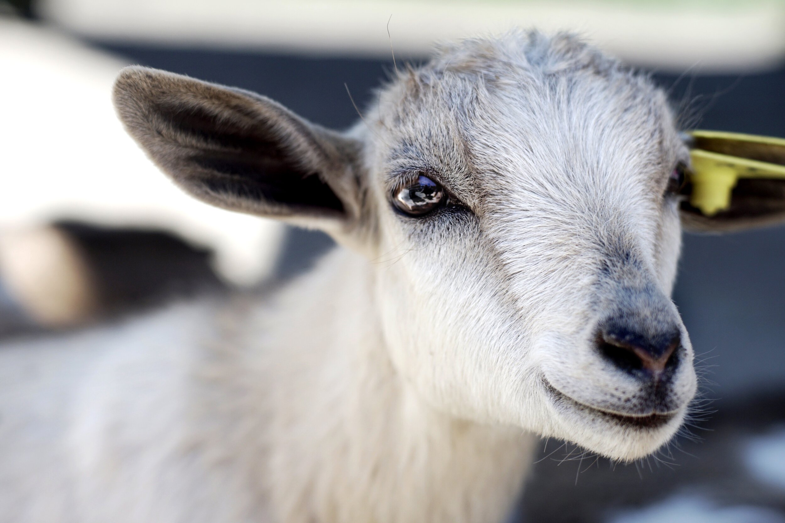 Fall Fun on the Farm at Powisset Farm 1 Credit: Hannah Markley via Unsplash