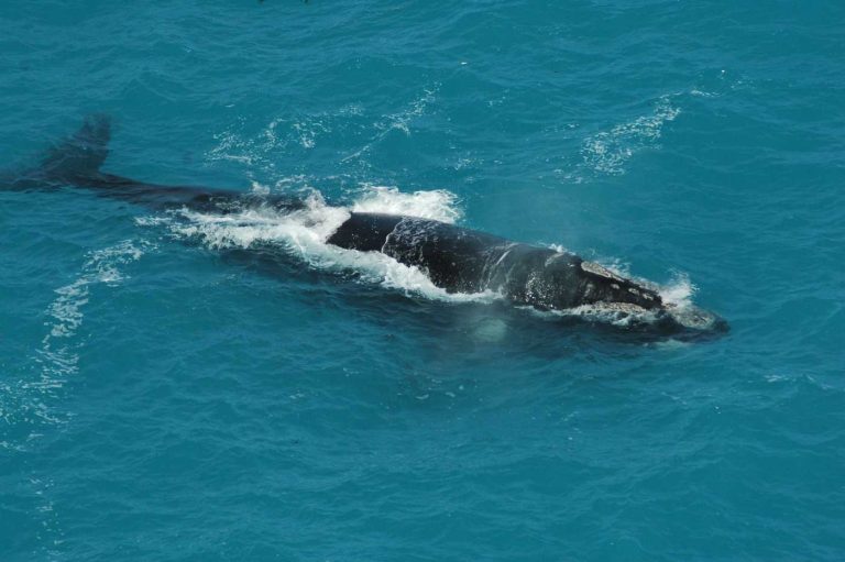 Right Whale Boston: The Endangered Giant That Swam 3,000 Miles Across the Atlantic From Ireland