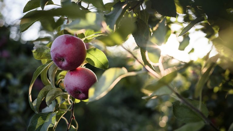 5 apple-picking trips near Boston made for adults
