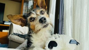 5 Boston pet hotels for when your besties just need to get away