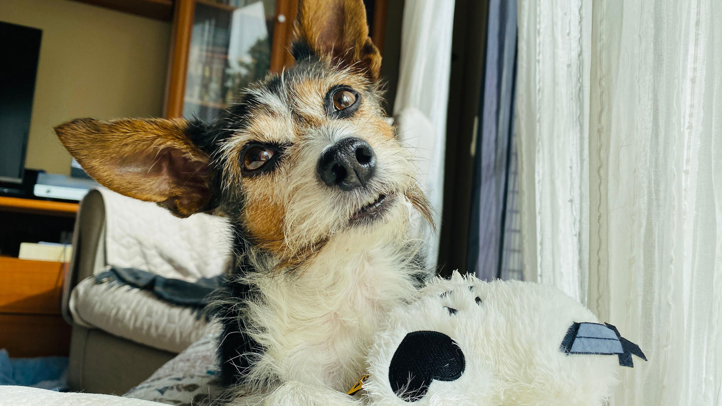 5 Boston pet hotels for when your besties just need to get away