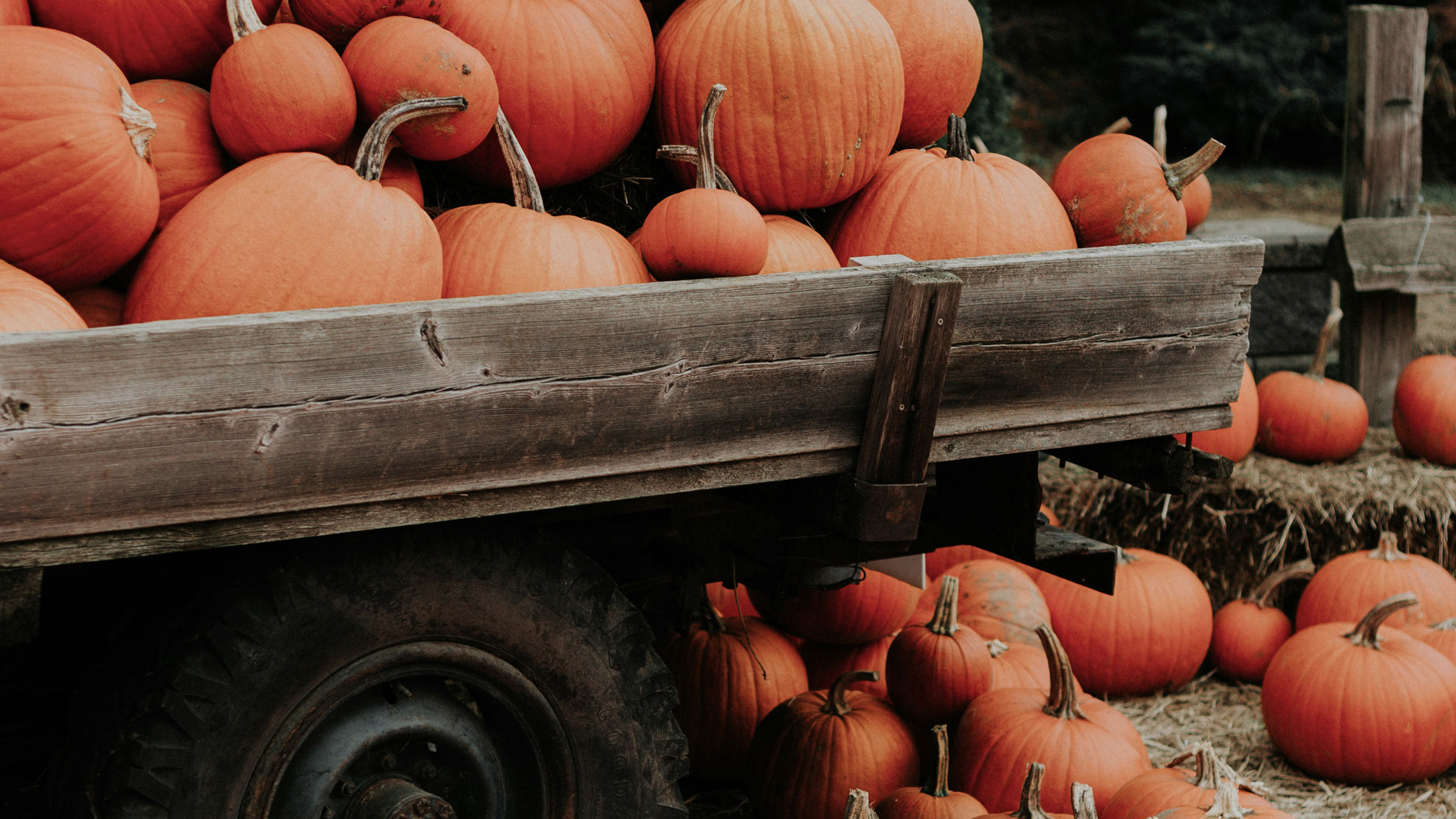 7 great pumpkin patches near Boston