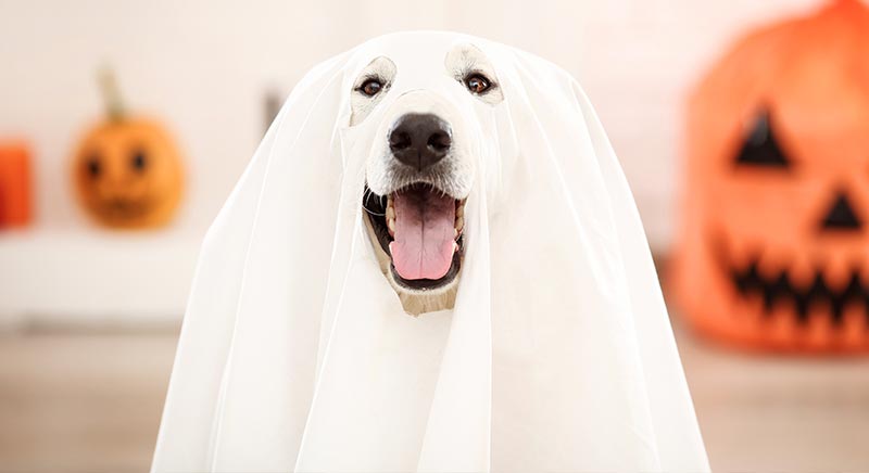 Doggone Halloween