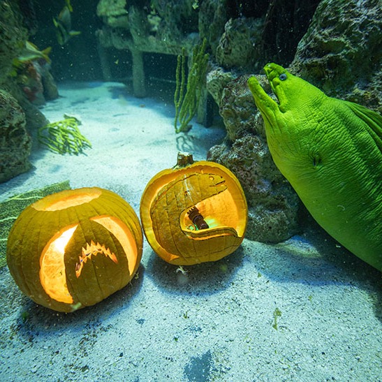 Sunken Pumpkins at the Aquarium
